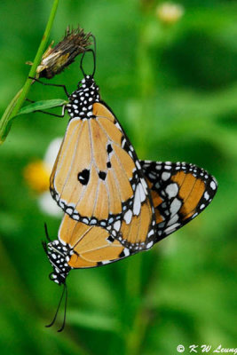 Danaus chysippus DSC_2011