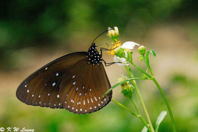 Euploea midamus DSC_2053