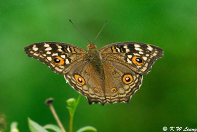 Junonia lemonias DSC_2788