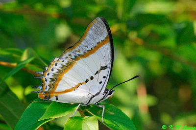 Polyura nepenthes DSC_3119