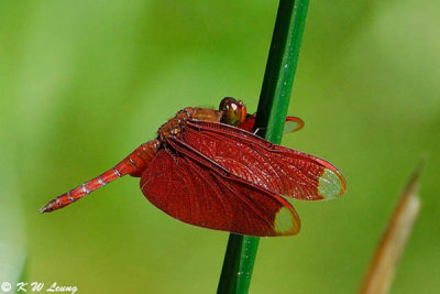 Neurothemis fulvia DSC_3458