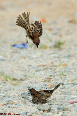 Eurasian Tree Sparrow (樹麻雀)