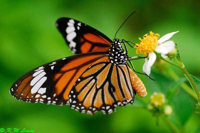 Danaus genutia (虎斑蝶)