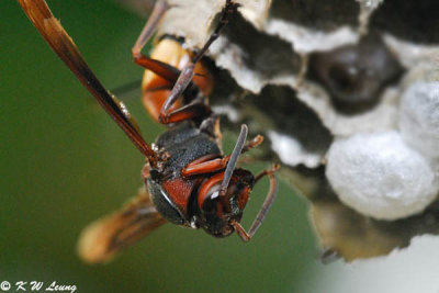 Greater Banded Hornet DSC_3750