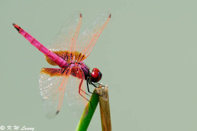 Trithemis aurora DSC_4116