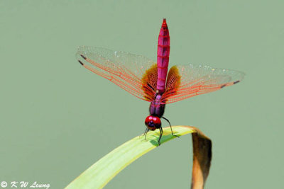 Trithemis aurorav) DSC_4167