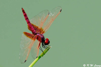 Trithemis aurorav DSC_4172