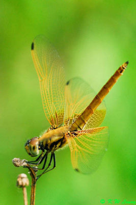 Trithemis aurora DSC_4245