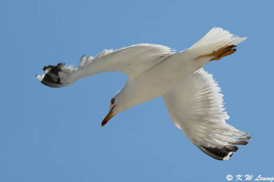 Gull (DSC_1560)