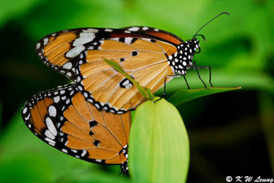 Danaus chysippus DSC_4421