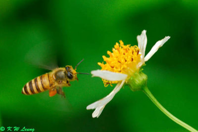 Honeybee DSC_4816