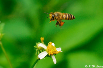Honeybee DSC_4858