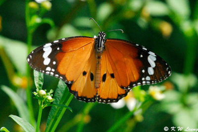 Danaus chysippus DSC_5047