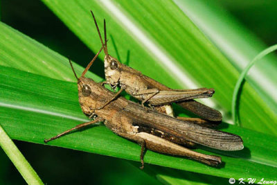 Grasshopper DSC_4987