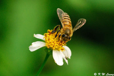 Honeybee DSC_4487