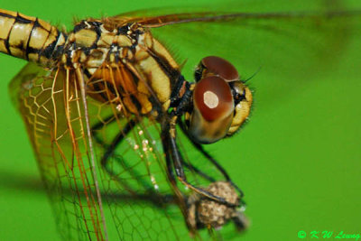 Trithemis aurora DSC_5014