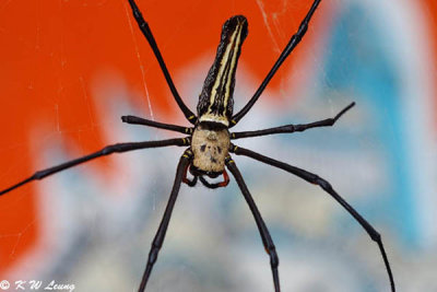 Nephila pilipes (大木林蜘蛛)