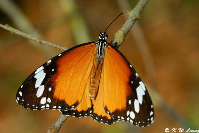 Danaus chysippus DSC_5396