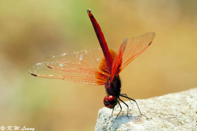 Trithemis aurora DSC_6859