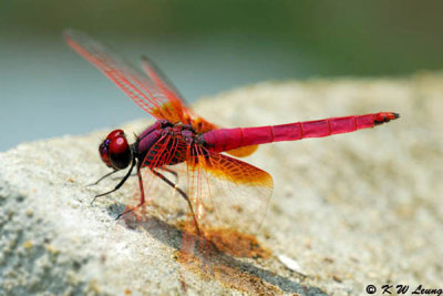 Trithemis aurora DSC_6867