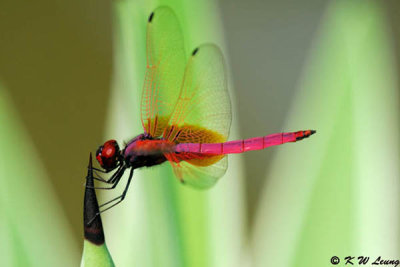 Trithemis aurora DSC_6896