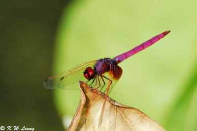 Trithemis aurora DSC_7001