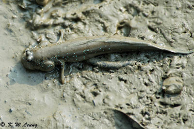 Mudskipper 04