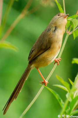 Plain Prinia DSC_7735