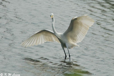 Intermediate Egret 02