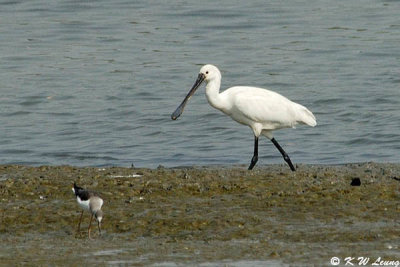 Eurasian Spoonbill (白琵鷺)