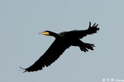 Cormorant DSC_8165