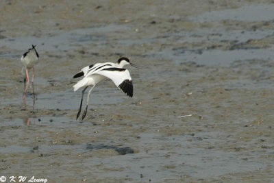 Pied Avocet 21