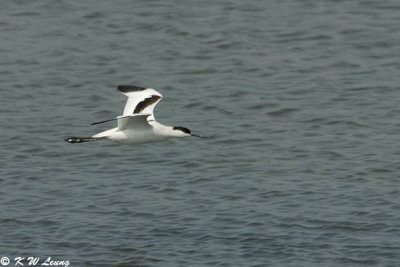 Pied Avocet 19