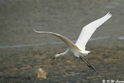 Intermediate Egret 04