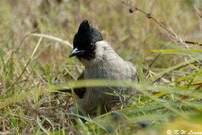 Sooty-headed Bulbul