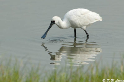 Black-faced Spoonbill 12