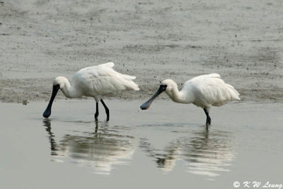 Black-faced Spoonbill 10