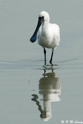 Black-faced Spoonbill 16