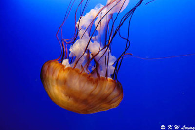 Jellyfish DSC_0529