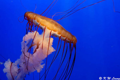 Jellyfish DSC_0577