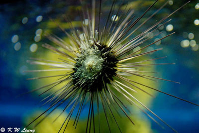 Sea Urchin DSC_0774