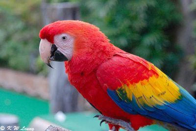 Scarlet Macaw DSC_1176