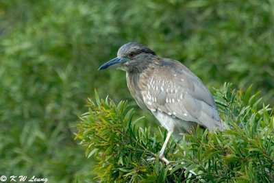Immature Black-crowned Night Heron DSC_1033