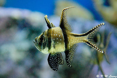 Cardinal Fish DSC_0782