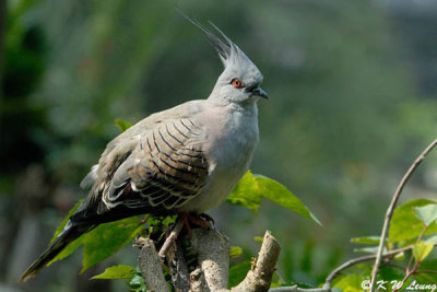 Crested Pigeon DSC_0927