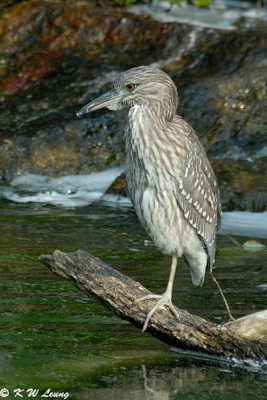 Immature Black-crowned Night Heron DSC_1020