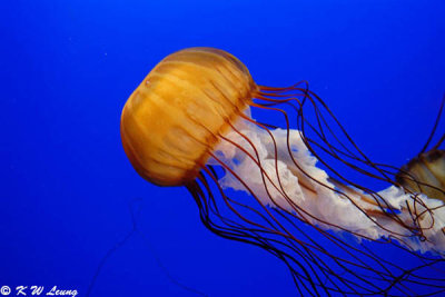 Jellyfish DSC_0536