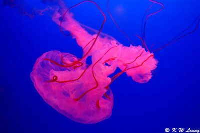 Jellyfish DSC_0553