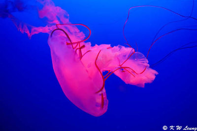 Jellyfish DSC_0552