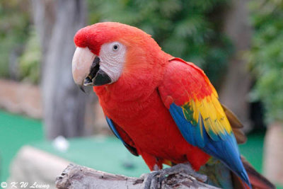 Scarlet Macaw  DSC_1175